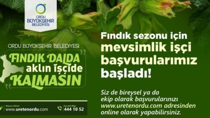 Fındık Dalda, Aklın İşçide Kalmasın